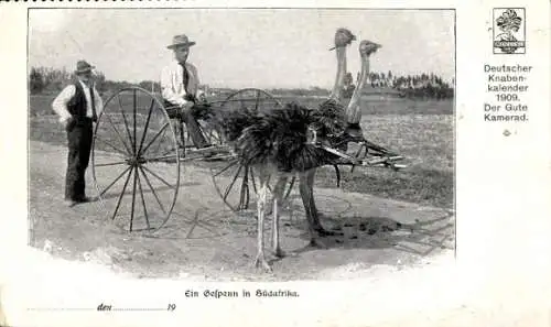 Ak Straußengespann in Südafrika, Deutscher Knabenkalender 1909 Der Gute Kamerad