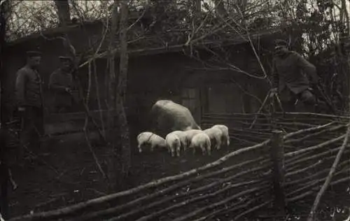 Foto Ak Deutsche Soldaten in Uniformen, Schweinestall im Feld an der Front, I WK