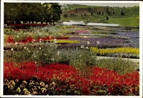 Ak Stuttgart in Württemberg, Gartenpark Killesberg, Blumen