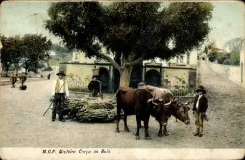 Ak Insel Madeira Portugal, Carro de Bois