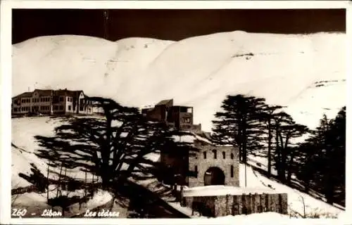 Ak Beirut Beyrouth Libanon, The Cedars