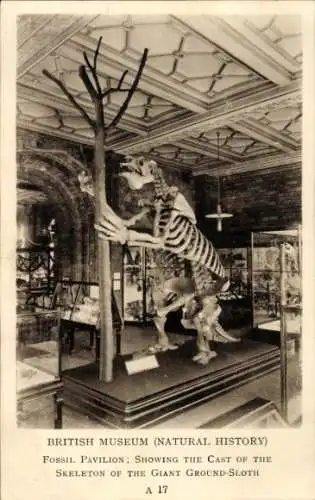 PC London City England, The British Museum, Skeleton of the Giant Ground Sloth