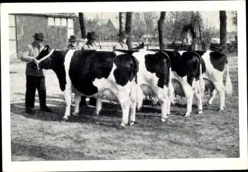 Ak Osnabrücker DLG-Kühe, Töchter von Gilbert 9700