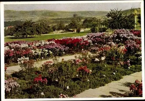 Ak Stuttgart in Württemberg, Gartenpark Killesberg, Blumen