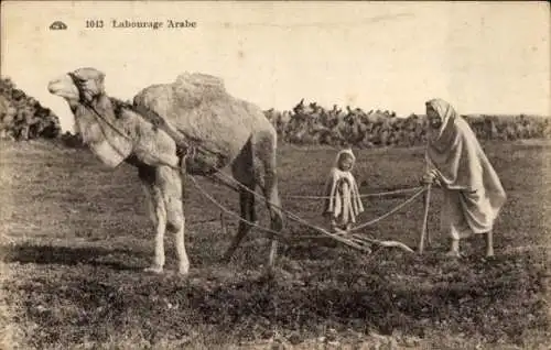 Ak Landwirtschaft, Maghreb, Pflug, Ackerarbeit, Kamel