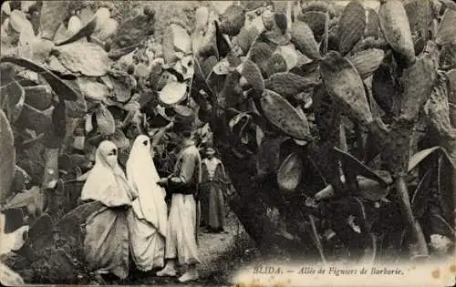 Ak Blida Algerian, Prickly Pear Alley