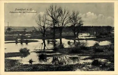 Ak Frankfurt an der Oder, Ochsenwerder bei Hochwasser