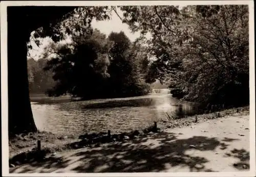 Ak Greiz in Thüringen, Reussischer Park, Weideninsel