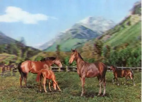 3 D Ak Horses, Pferde auf der Koppel, Fohlen, Gebirge