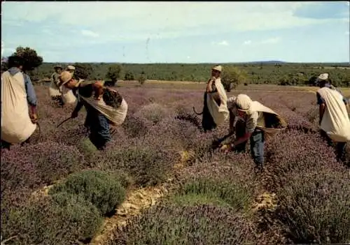 Ak Lavendelernte in der Provence