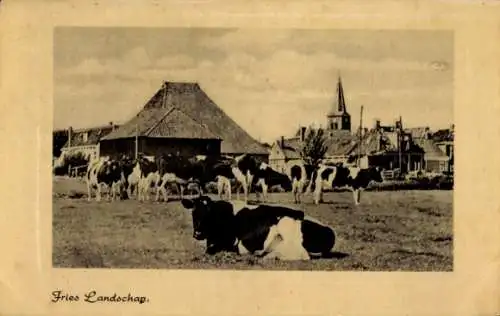 Ak Akkrum Fryslân Nederland, Kühe auf der Wiese