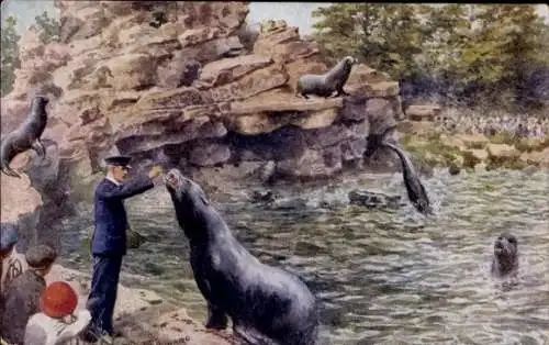 Künstler Ak Howard, CT, Seelöwen im Zoologischen Garten