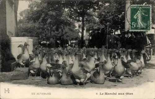 Ak Auvergne, Gänse auf einer Straße