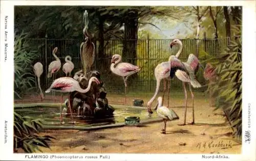 Künstler Ak Koekkoek, M. A., Flamingo, Phoenicopterus roseus Pall.