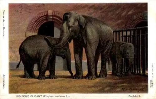 Künstler Ak Koekkoek, MA, Indischer Elefant, Elephas maximus L.