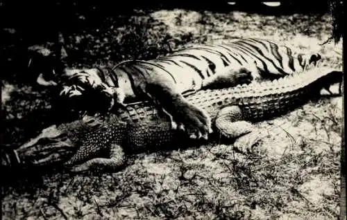 Foto Ak Erlegter Tiger und Krokodil, Jagd, Jäger, Afrika