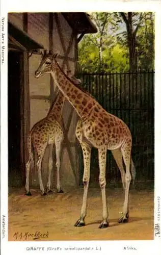 Künstler Ak Koekkoek, M. A., Giraffa camelopardalis, Giraffen