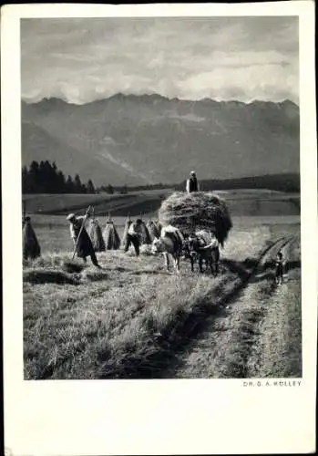 Ak Landwirtschaft, Rinderkarren, Heuernte