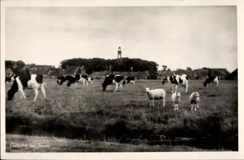 Ak Arum Friesland Niederlande, Kühe und Schafe auf der Weide