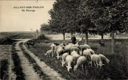 Ak Aillant sur Tholon Yonne, Weide, Schäfer mit Herde