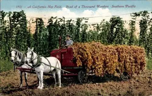 Ak Kalifornien USA, Hopfen-Feld, Pferdekarren