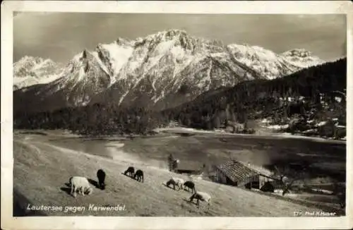 Ak Mittenwald in Oberbayern, Lautersee, Karwendel, Panorama, Schafe