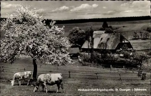 Ak Sankt Georgen im Schwarzwald, Hirzbauernhof, Brigachquelle