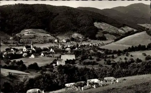 Ak Glottertal im Schwarzwald, Gesamtansicht, Kühe