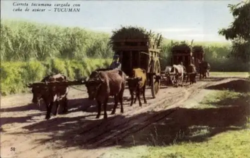 Ak Tucumán Argentinien, Bauern, Fuhrwerk, Heu, Rinder