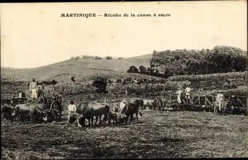 Ak Martinique, Recolte de la canne a sucre