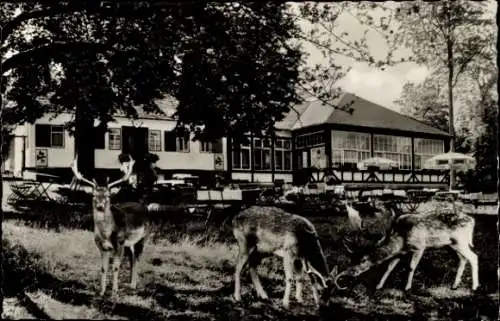 Ak Braunfels an der Lahn, Forsthaus im Tiergarten