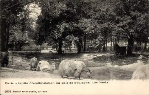 Ak Paris 16. Jahrhundert, Bois de Boulogne, Akklimatisierungsgarten des Bois de Boulogne, Die Yaks