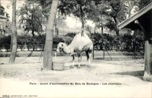 Ak Paris 16. Jahrhundert, Bois de Boulogne, Jardin d’acclimatization, Kamele