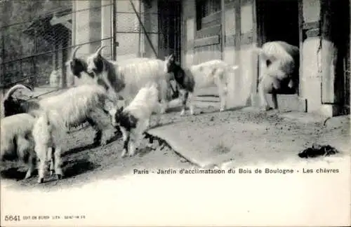 Ak Paris 16. Jahrhundert, Bois de Boulogne, Jardin d’acclimatation, Les goats