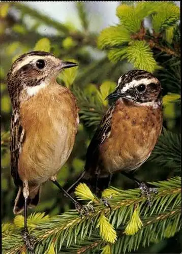 Set von 10 AK Vögel, diverse Ansichten