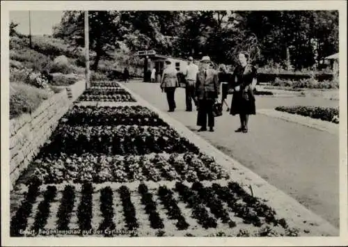 Ak Erfurt in Thüringen, Gartenbauausstellung, Begonienschau auf der Cyriaksburg, EGA