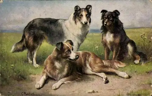 Künstler Ak Reichert, C., Colleys, Schottische Schäferhunde, Collies