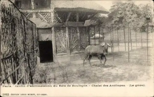 Ak Paris 16. Jahrhundert, Bois de Boulogne, Akklimatisierungsgarten, Chalet des Antelopes, Gnus