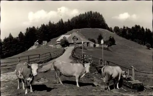 Ak Münstertal im Schwarzwald, Kälbelescheuer, Almgaststätte und Jungviehweide, Kühe