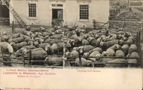 Ak Leutewitz Käbschütztal Sachsen, Vollblut-Merino-Stammschäferei