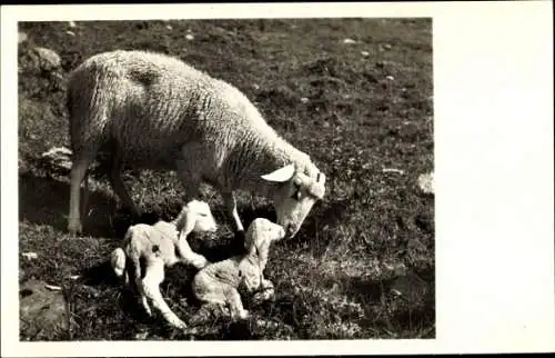 Ak Schafe, Jungtiere, Wiese