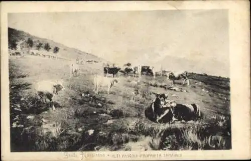 Ak Landwirtschaft, Kühe auf der Wiese