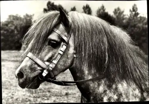 Ak Shetlandponyhengst Norman, Pferdekopf mit Zaumzeug, Lange Mähne