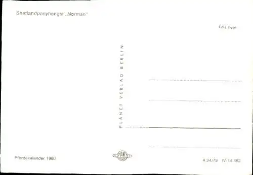 Ak Shetlandponyhengst Norman, Pferdekopf mit Zaumzeug, Lange Mähne