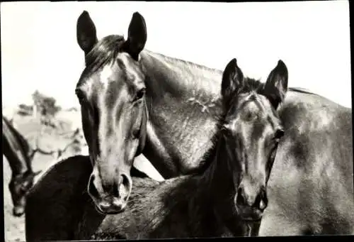 Ak Pferde, Warmblutstute mit Fohlen