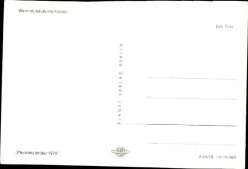 Ak Pferde, Warmblutstute mit Fohlen
