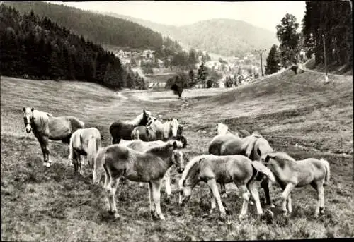 Foto Pferde auf der Wiese, Hügel, Wald