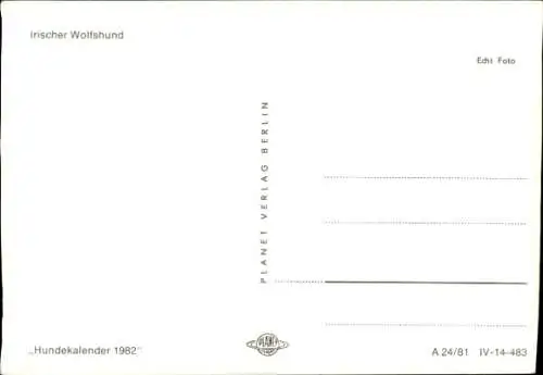 Ak Hund, Irischer Wolfshund, Tierporträt
