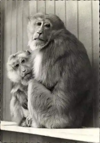 Ak Tierpark Berlin, Bart-Rhesus