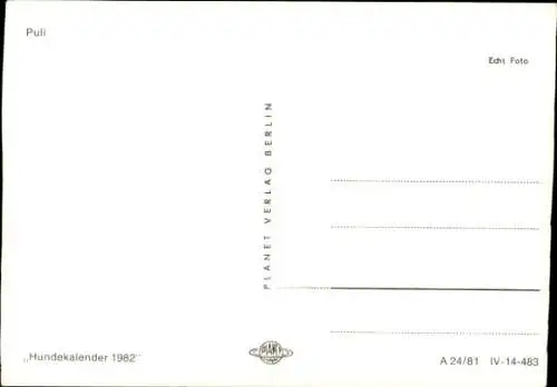 Ak Hund, Puli, Tierporträt